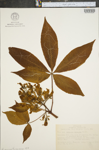 Aesculus flava image