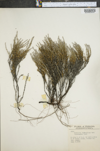 Hudsonia tomentosa image