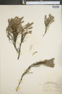 Hudsonia tomentosa image