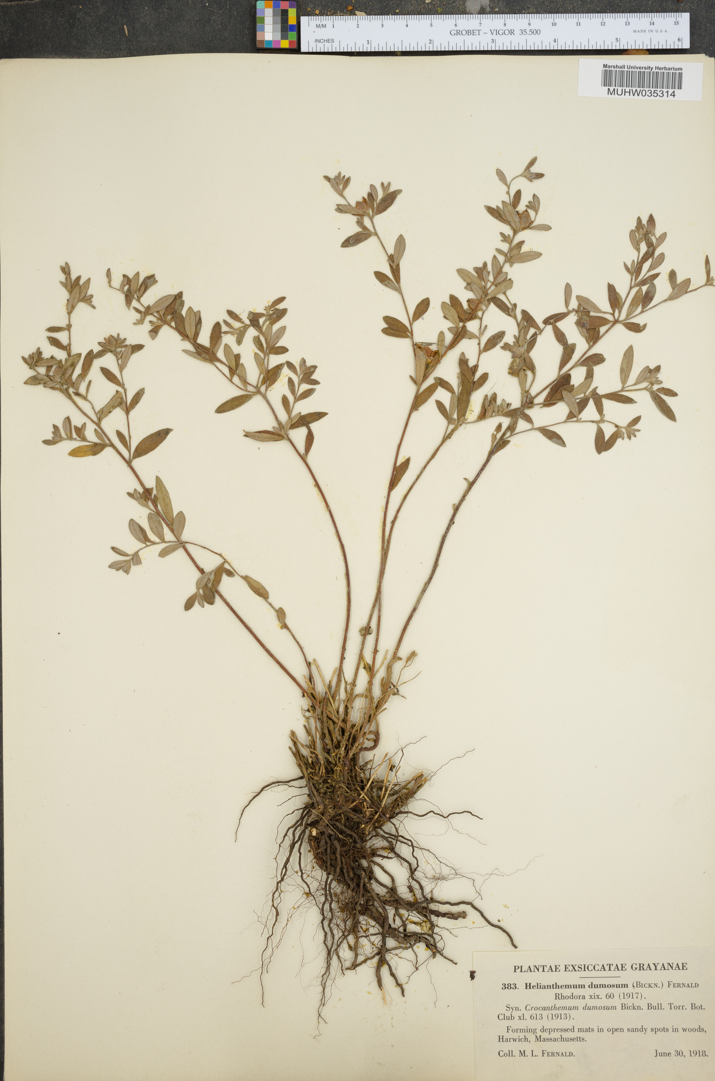 Helianthemum dumosum image