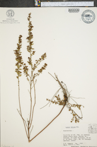 Lechea mucronata image