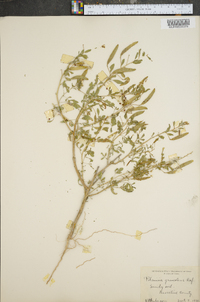 Polanisia dodecandra subsp. dodecandra image