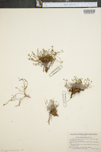 Cleome procumbens subsp. obtusa image