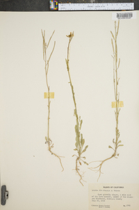 Arabis divaricarpa image