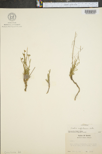 Arabis suffrutescens image