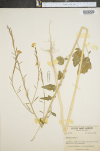 Brassica nigra image