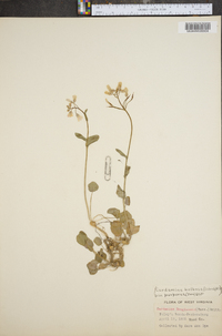 Cardamine bulbosa image