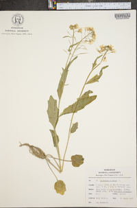 Cardamine bulbosa image