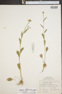 Cardamine bulbosa image