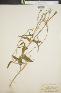 Cardamine bulbosa image