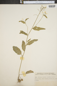 Cardamine bulbosa image