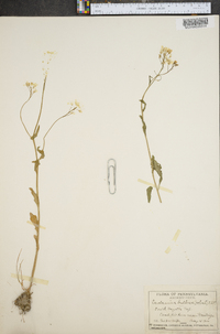 Cardamine bulbosa image