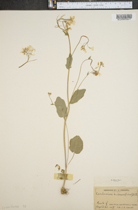 Cardamine bulbosa image