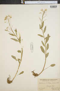 Cardamine bulbosa image