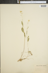 Cardamine bulbosa image