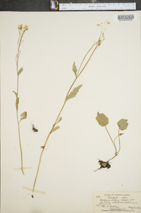 Cardamine bulbosa image