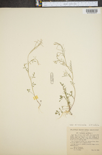 Cardamine parviflora image