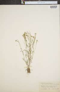 Cardamine parviflora image