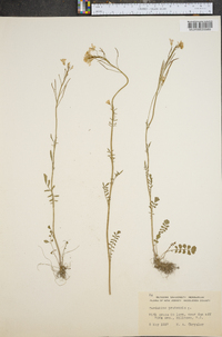 Cardamine pratensis image