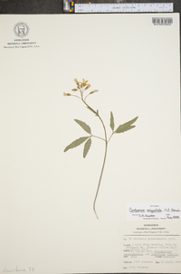 Cardamine angustata image