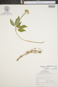 Cardamine diphylla image