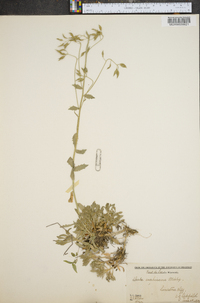 Draba arabisans image