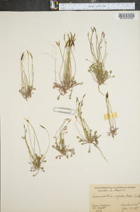 Leavenworthia uniflora image