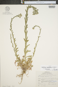 Lepidium campestre image