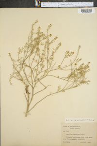 Lepidium densiflorum image