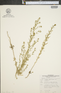 Lepidium ramosissimum image