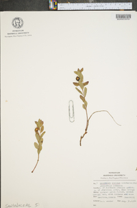 Geocaulon lividum image