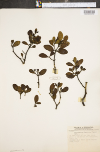 Phoradendron leucarpum subsp. leucarpum image