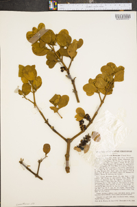 Phoradendron leucarpum subsp. leucarpum image