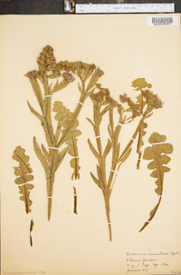 Limonium sinuatum image