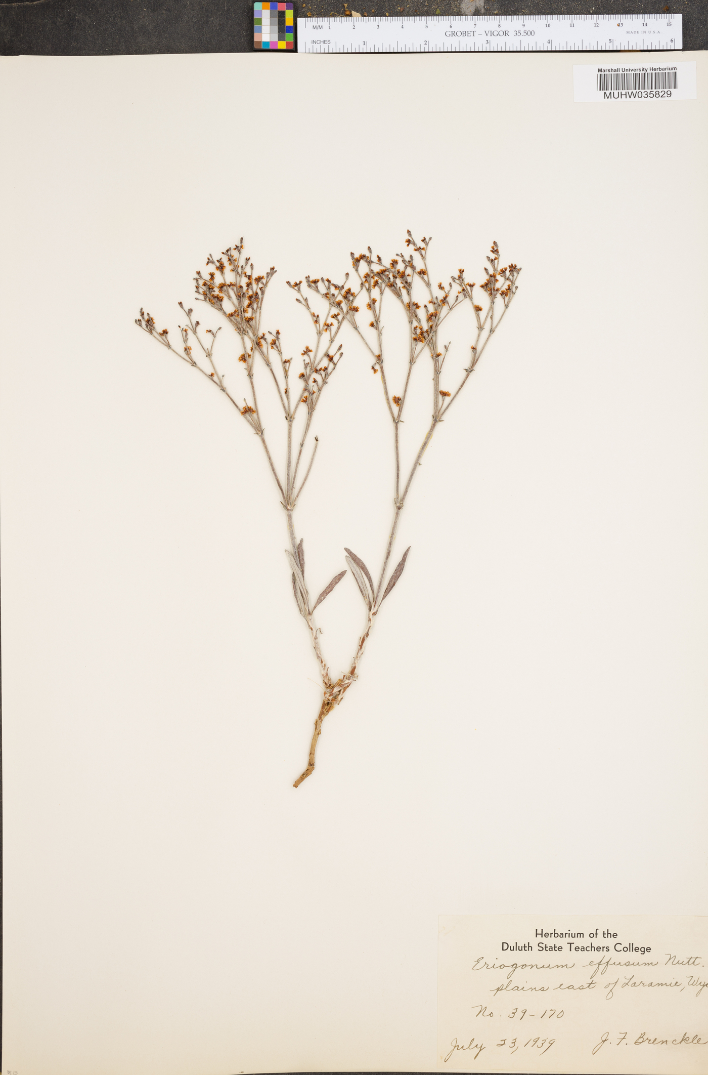 Eriogonum effusum image