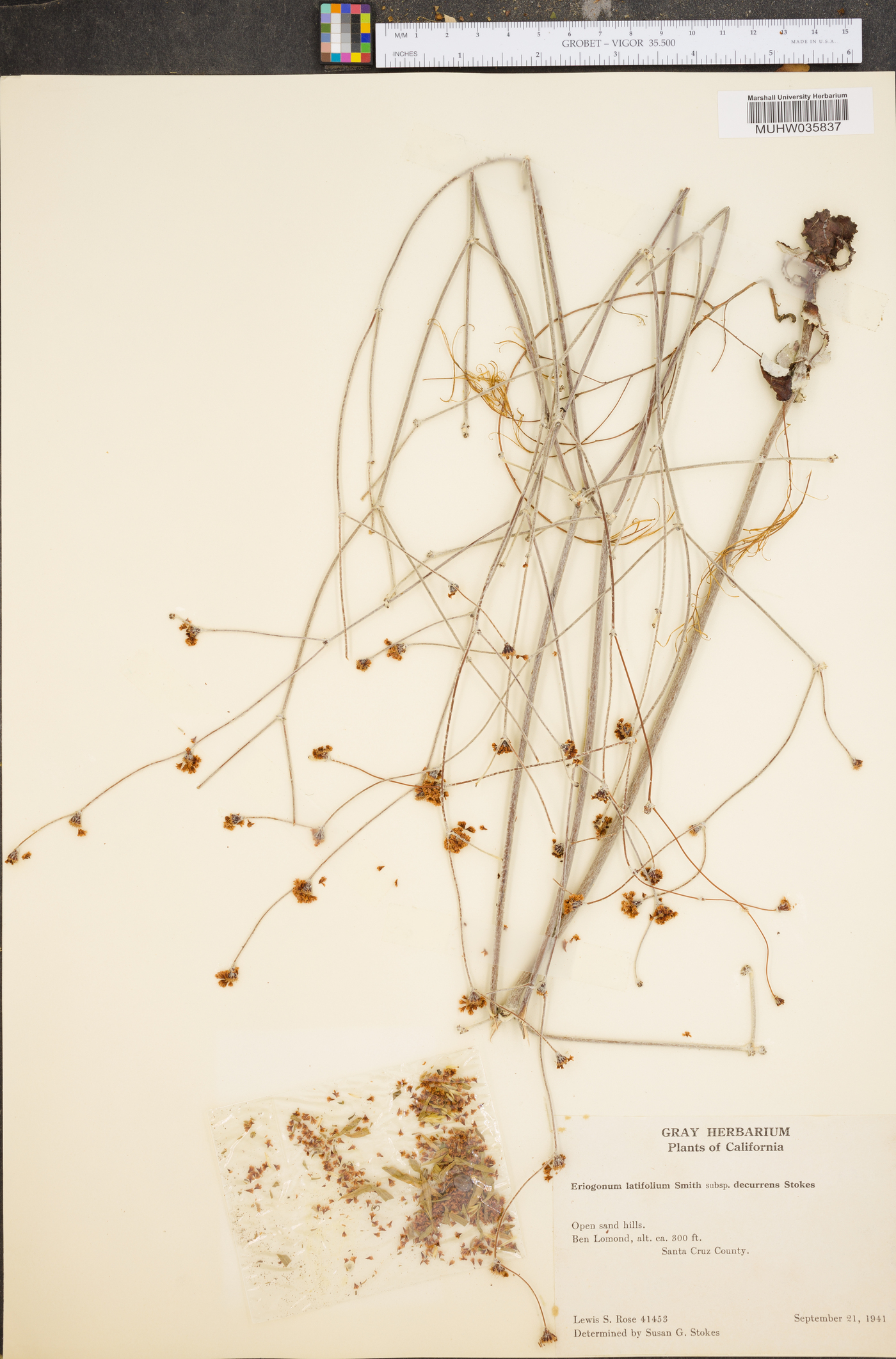 Eriogonum latifolium subsp. decurrens image