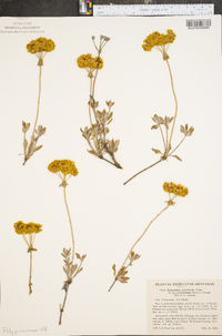Eriogonum umbellatum subsp. polyanthum image