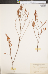 Polygonella articulata image