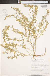 Polygonum arenastrum image