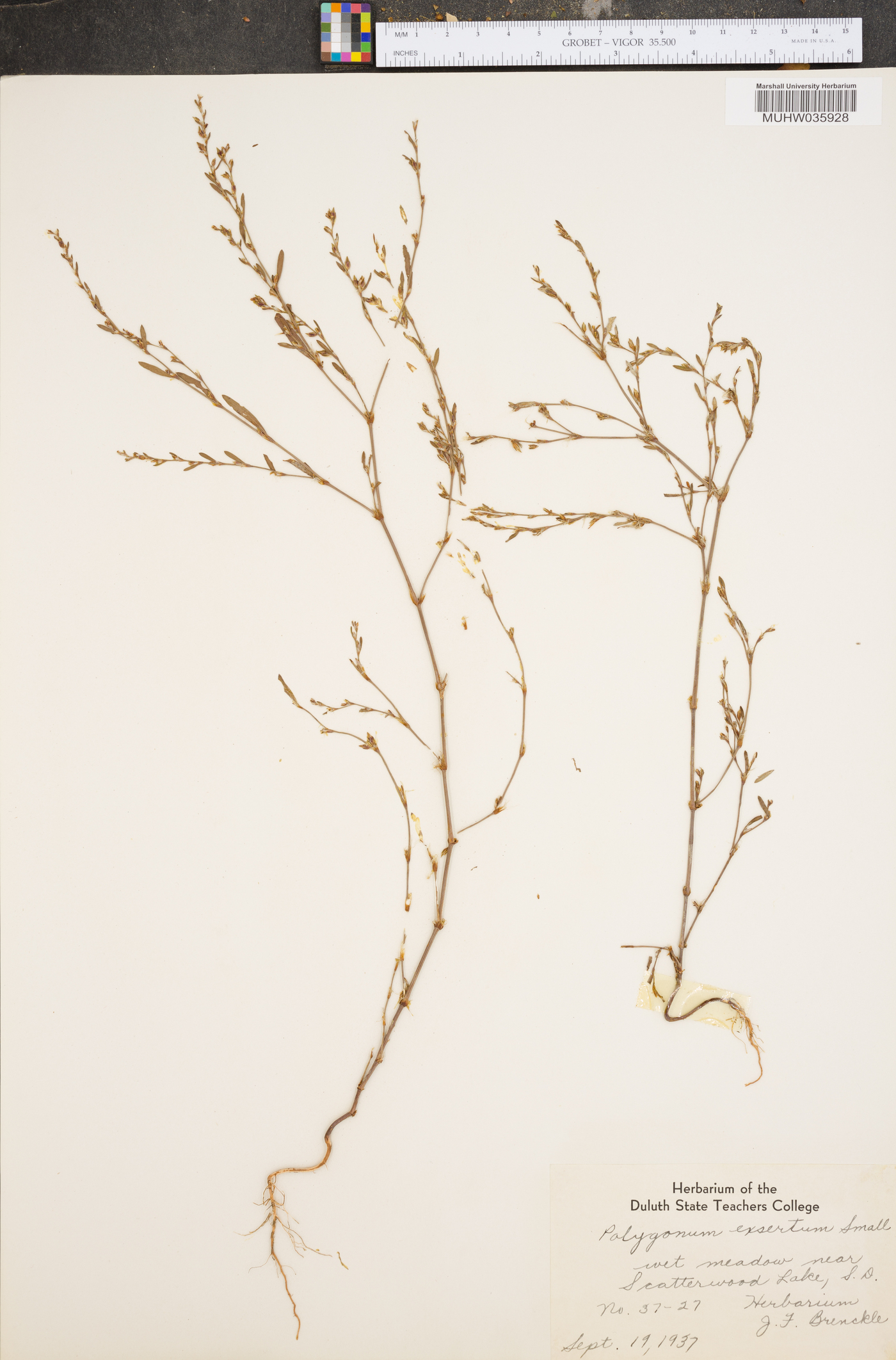 Polygonum ramosissimum var. ramosissimum image
