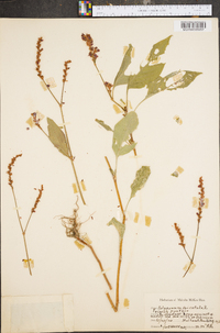 Persicaria orientalis image