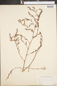 Polygonum ramosissimum var. prolificum image