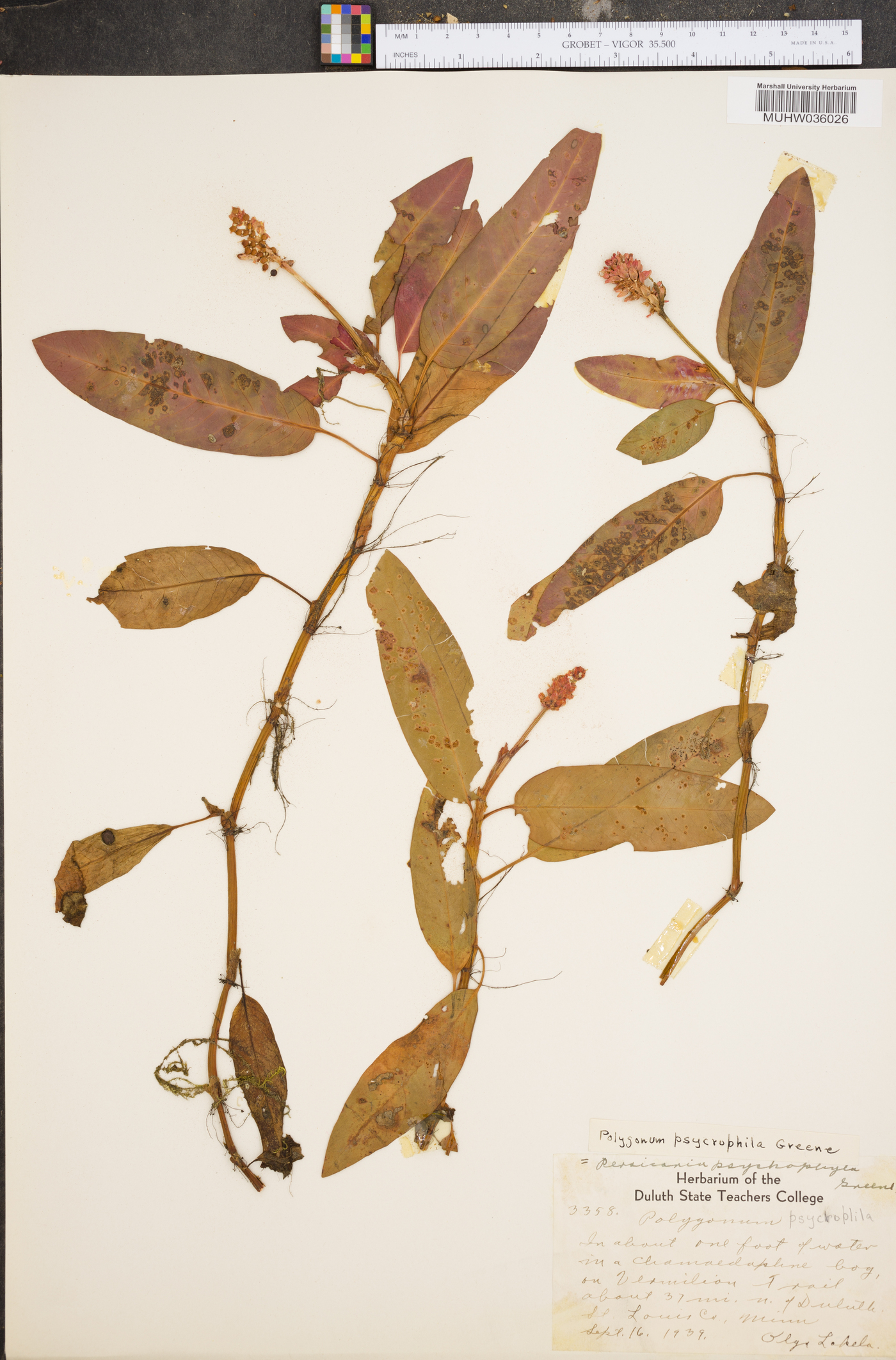 Polygonum psychrophilum image