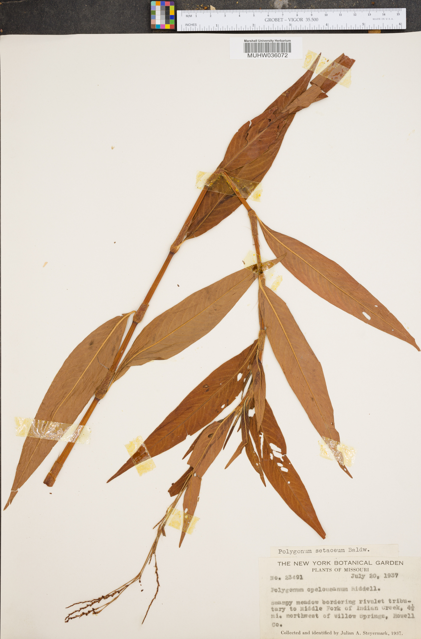 Polygonum setaceum image