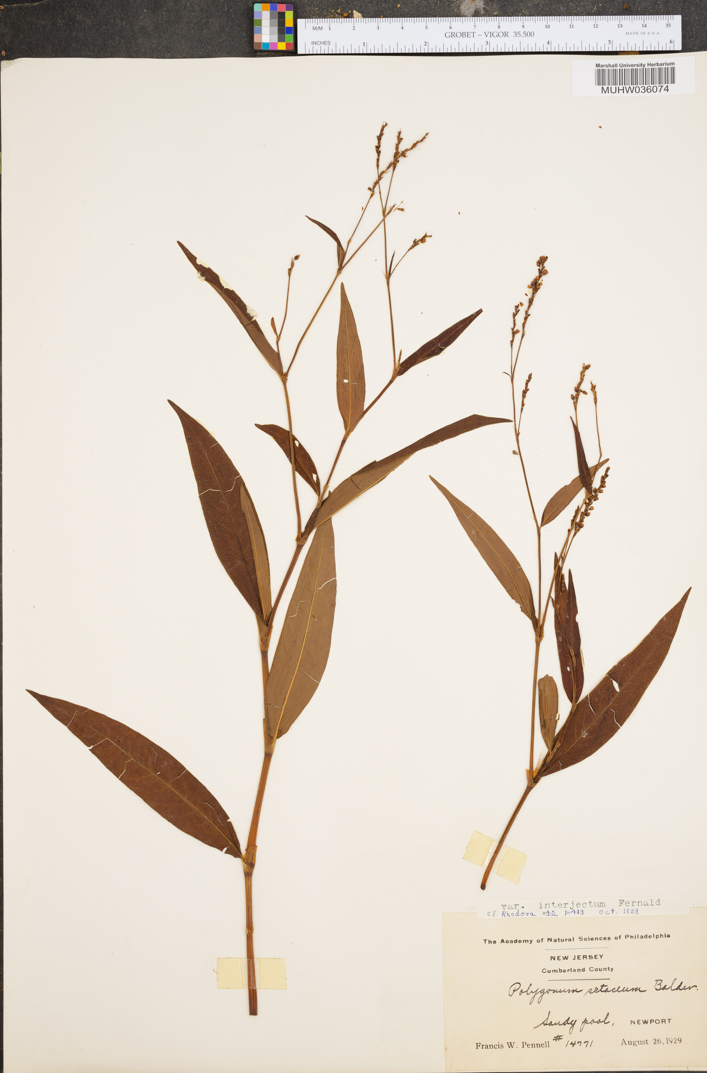 Polygonum setaceum var. interjectum image