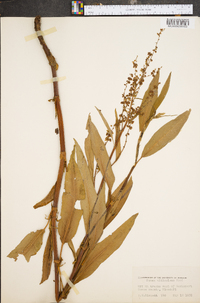 Rumex altissimus image