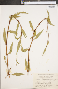 Persicaria hydropiper image