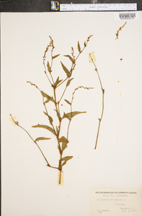 Persicaria hydropiper image