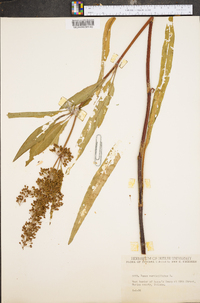 Rumex verticillatus image