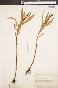 Rumex mexicanus image